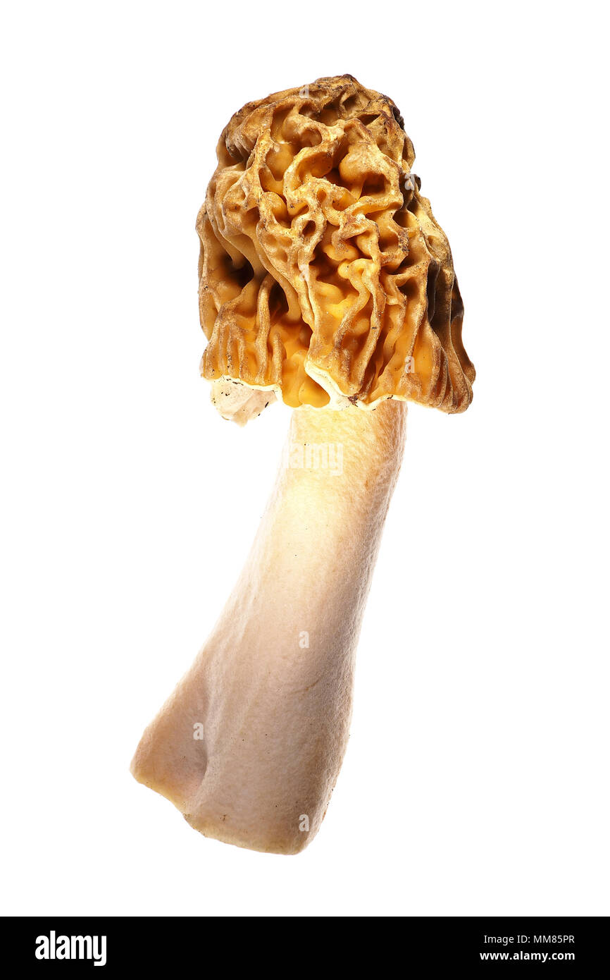 Inizio morel (Verpa bohemica) selvatici commestibili (con cautela) fungo isolato su sfondo bianco Foto Stock