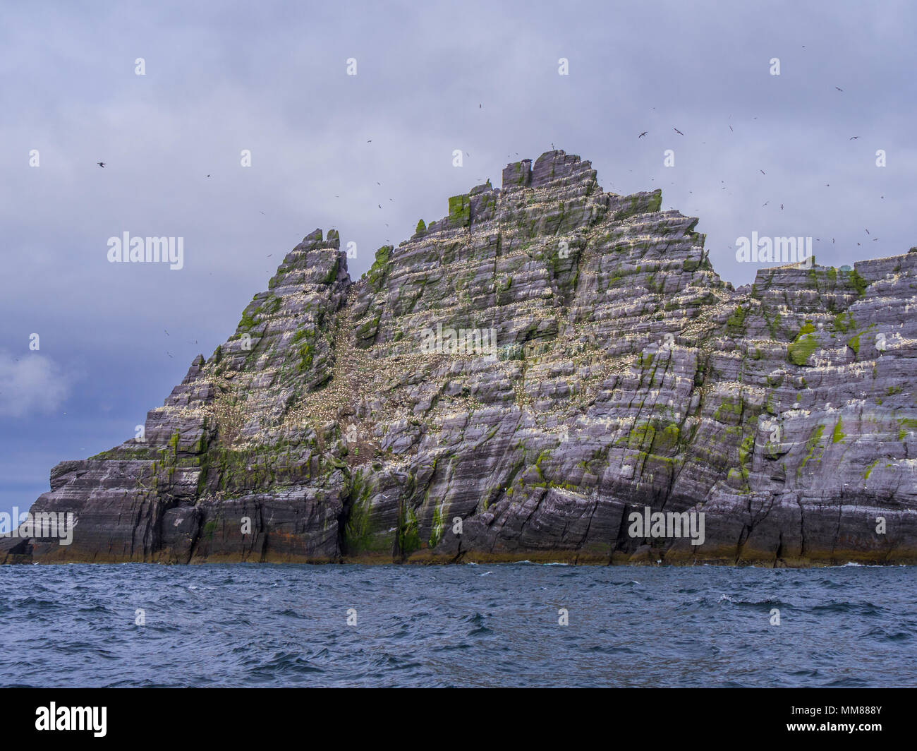 Le Isole Skellig in Irlanda - Puffin Island con la sua incredibile fauna selvatica Foto Stock