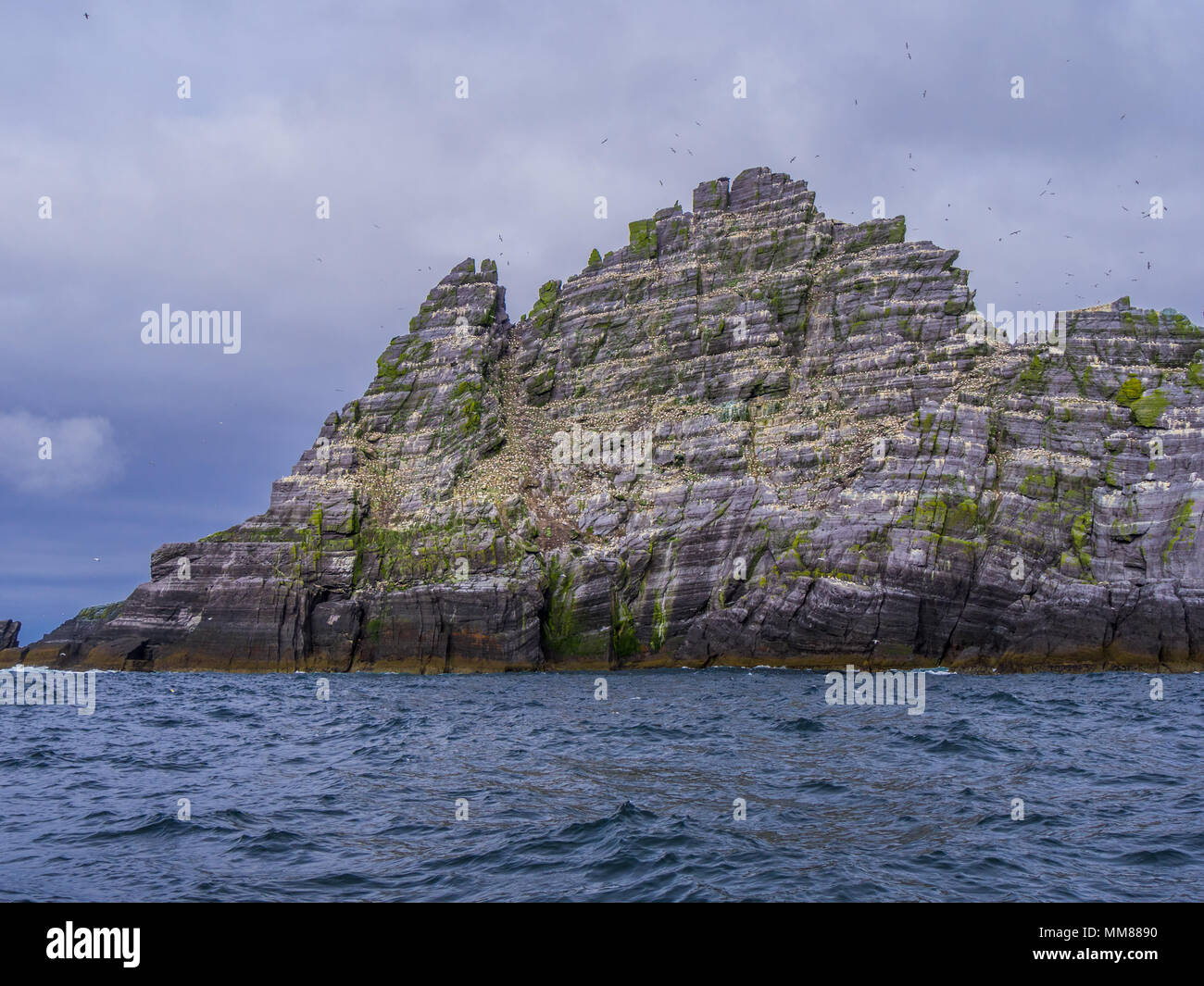Le Isole Skellig in Irlanda - Puffin Island con la sua incredibile fauna selvatica Foto Stock