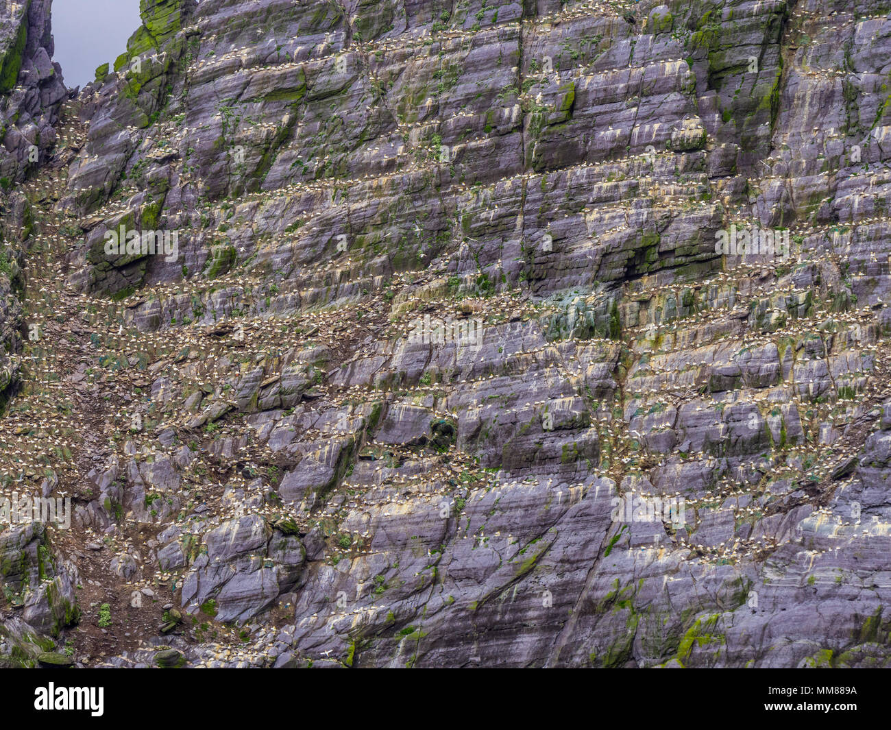 Le Isole Skellig in Irlanda - Puffin Island con la sua incredibile fauna selvatica Foto Stock