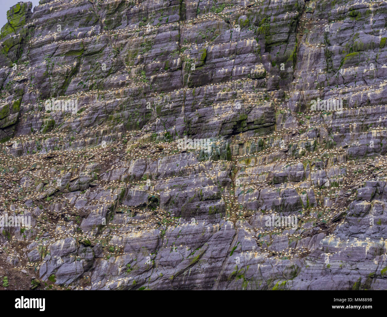 Le Isole Skellig in Irlanda - Puffin Island con la sua incredibile fauna selvatica Foto Stock