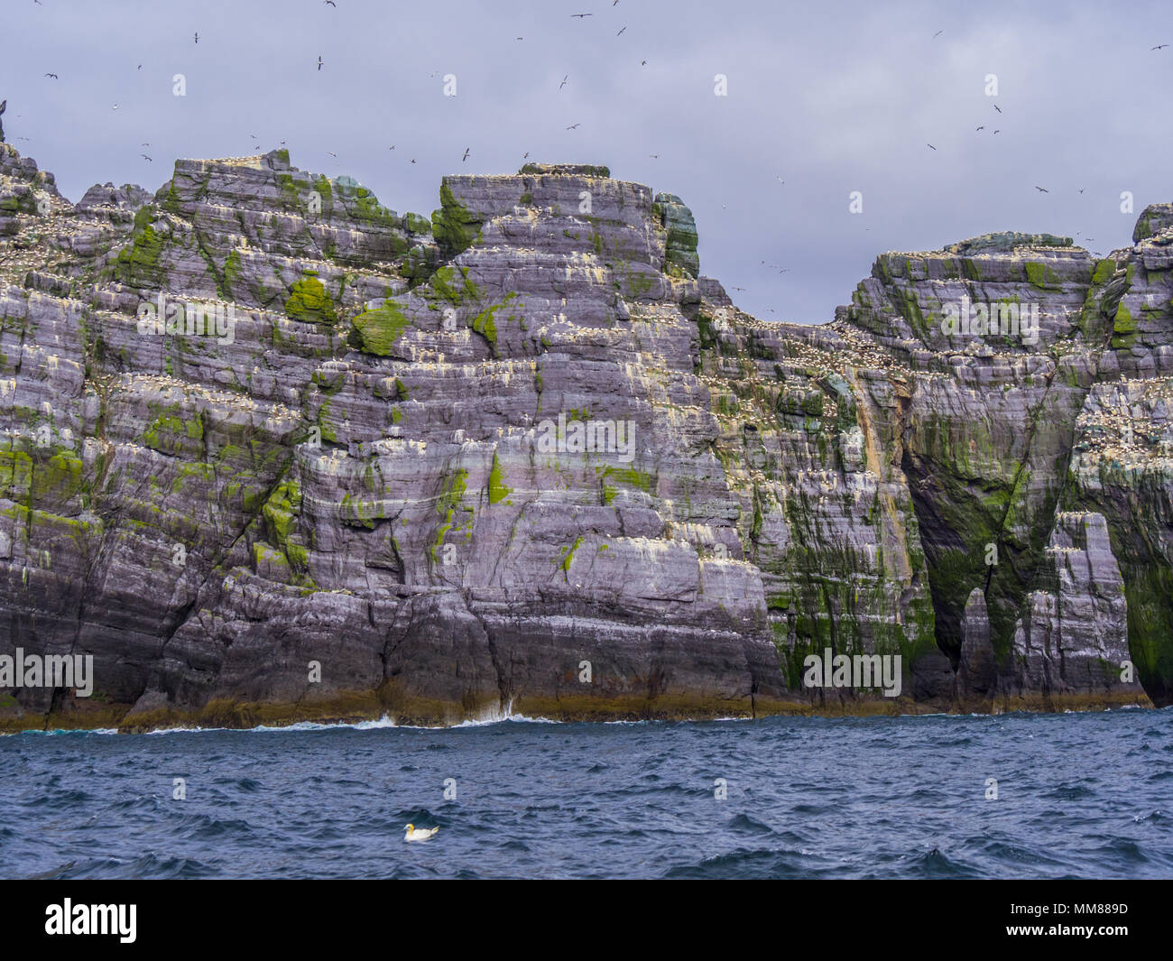 Le Isole Skellig in Irlanda - Puffin Island con la sua incredibile fauna selvatica Foto Stock