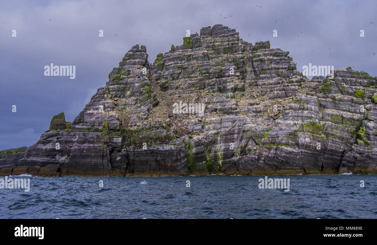 Le Isole Skellig in Irlanda - Puffin Island con la sua incredibile fauna selvatica Foto Stock