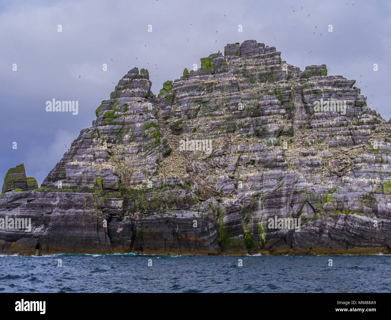 Le Isole Skellig in Irlanda - Puffin Island con la sua incredibile fauna selvatica Foto Stock
