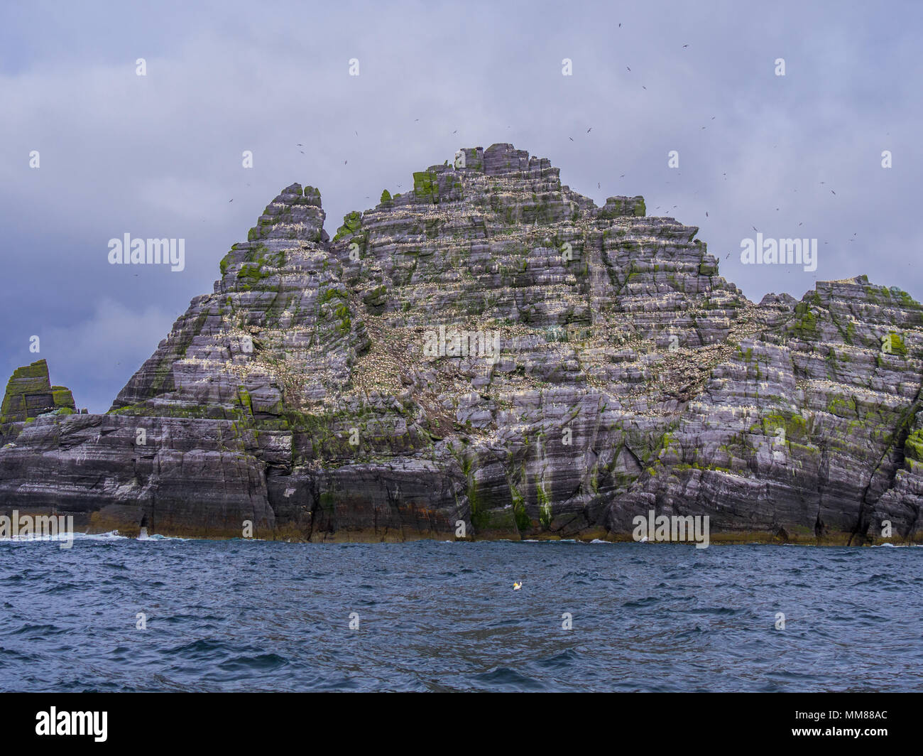 Le Isole Skellig in Irlanda - Puffin Island con la sua incredibile fauna selvatica Foto Stock