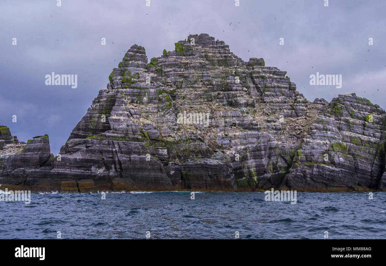 Le Isole Skellig in Irlanda - Puffin Island con la sua incredibile fauna selvatica Foto Stock