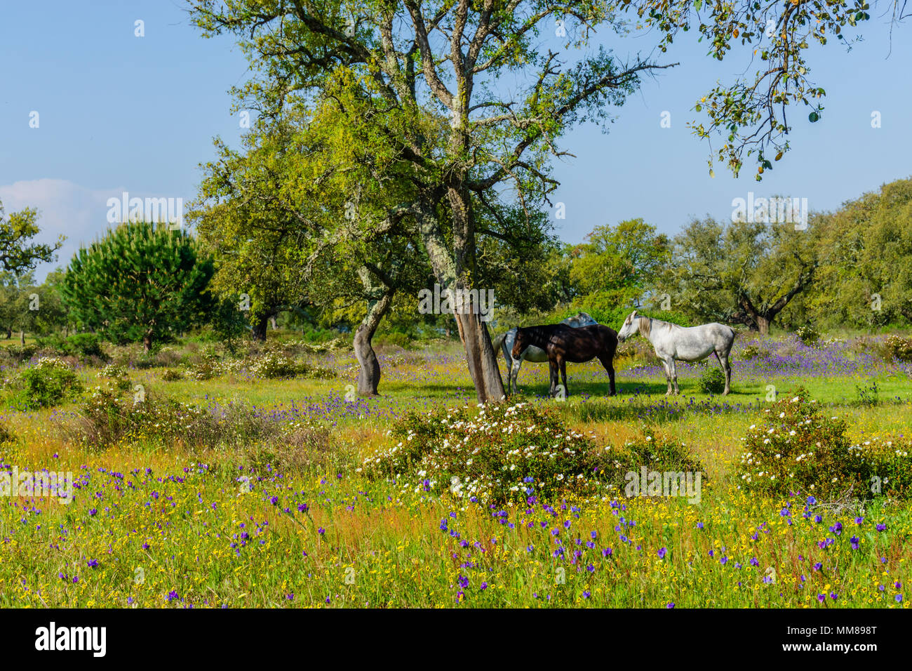 Cavalli al pascolo sul campo. Foto Stock
