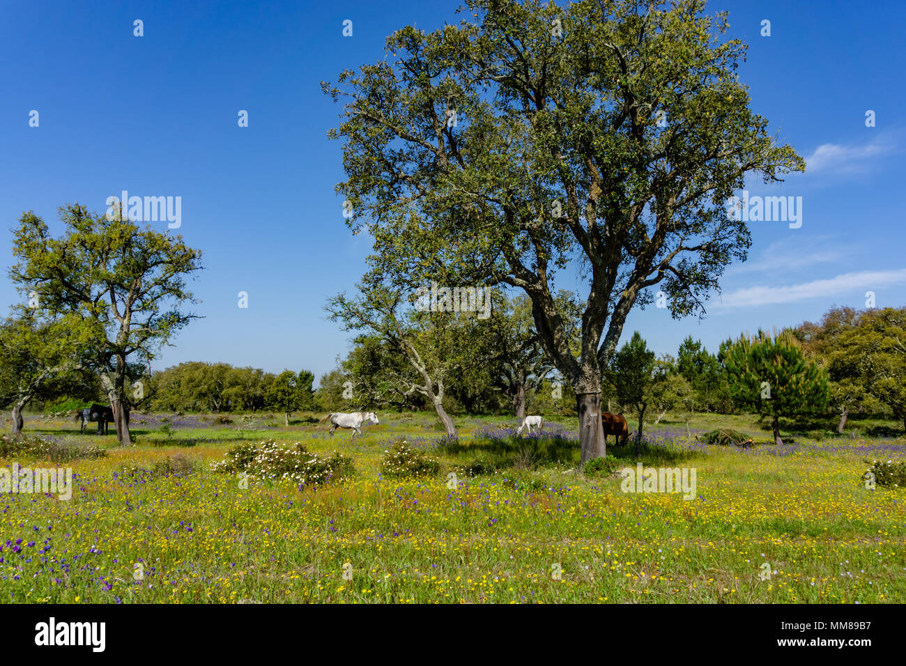 Cavalli al pascolo sul campo. Foto Stock