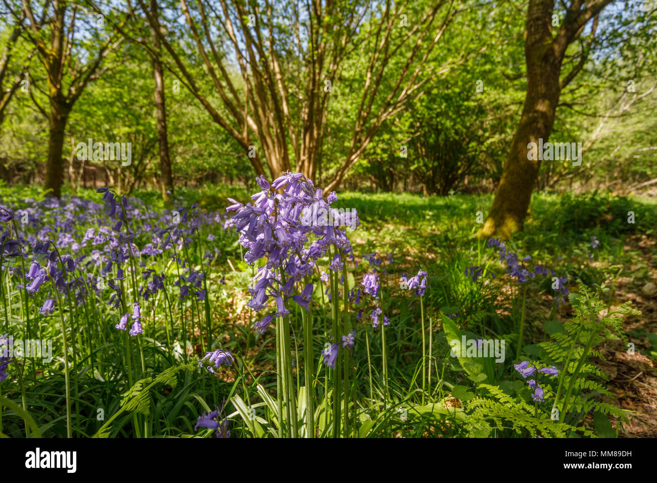 Regno Unito fiori selvatici: Bluebells (Hyacinthoides non scripta) in bluebell boschi in primavera, Micheldever boschi vicino a Winchester, Hampshire, Inghilterra meridionale Foto Stock