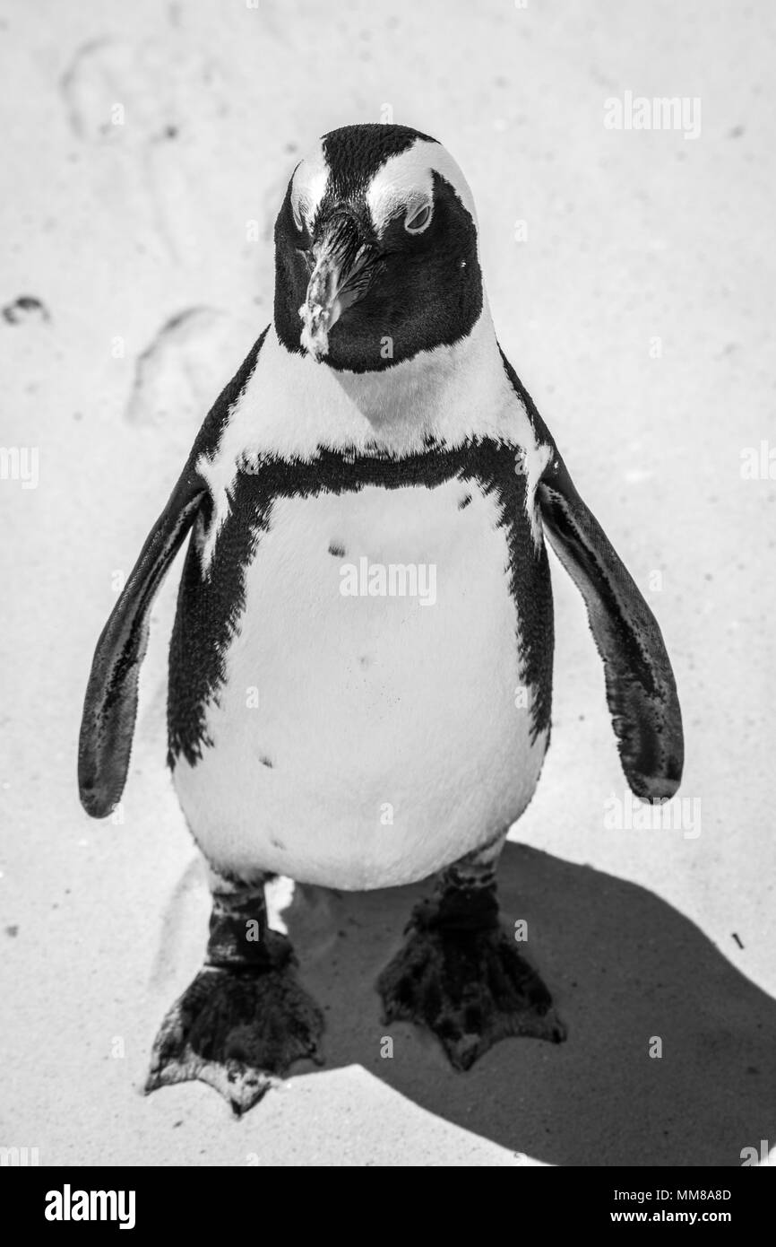 Un jackass penguin su Boulders Beach nella Città di Simon, Sud Africa Foto Stock