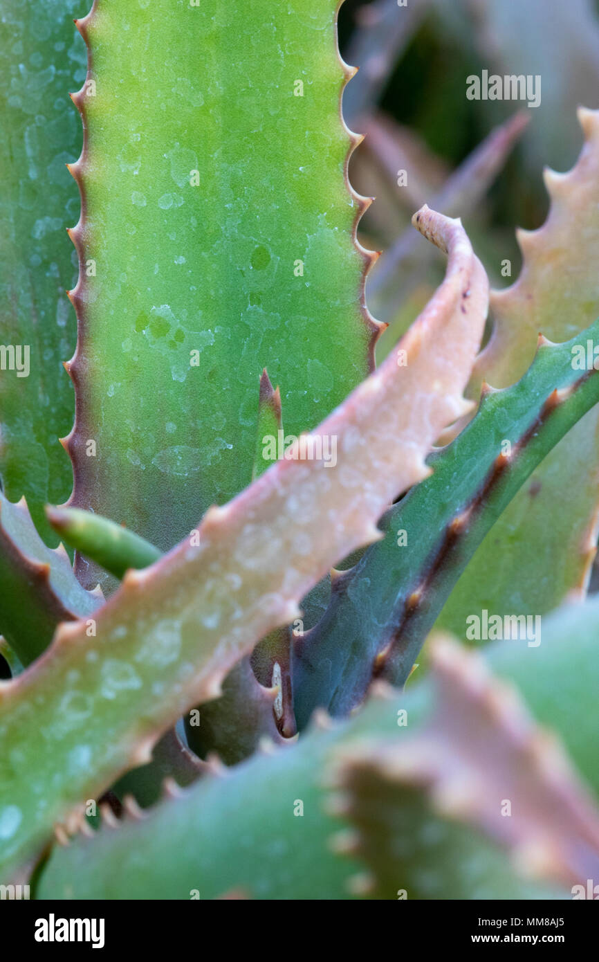 Un primo piano fotografia di un'Aloe vera pianta. Foto Stock