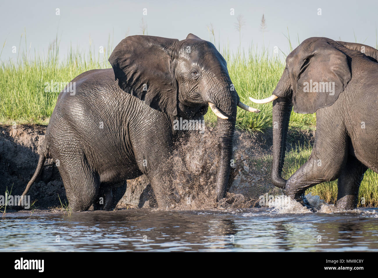 Due elefanti ad agitare l'acqua mentre si innesta in gioco nel fiume Chobe. Chobe National Park - Botswana Foto Stock