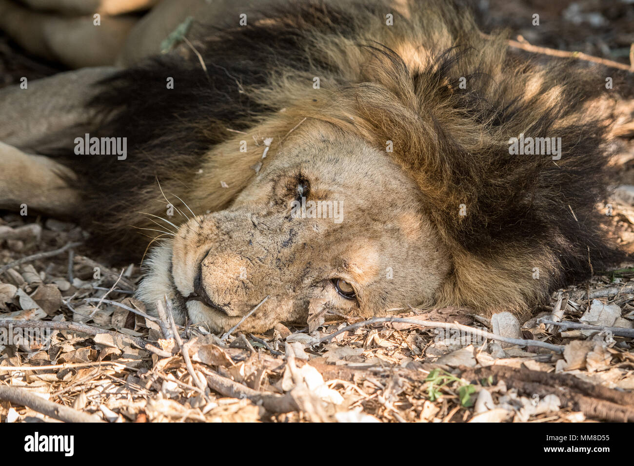 Un grande maschio Southern African Lion (Panthera leo melanochaita) giacente sotto l'ombra di alcuni alberi prende un pisolino. Chobe National Park - Botswana Foto Stock