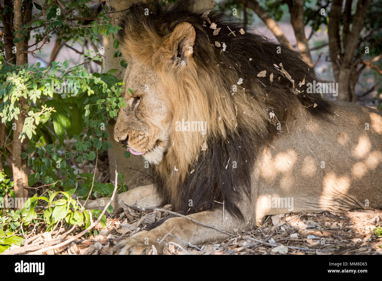 Un grande maschio Southern African Lion (Panthera leo melanochaita) giacente sotto l'ombra di alcuni alberi. Chobe National Park - Botswana Foto Stock