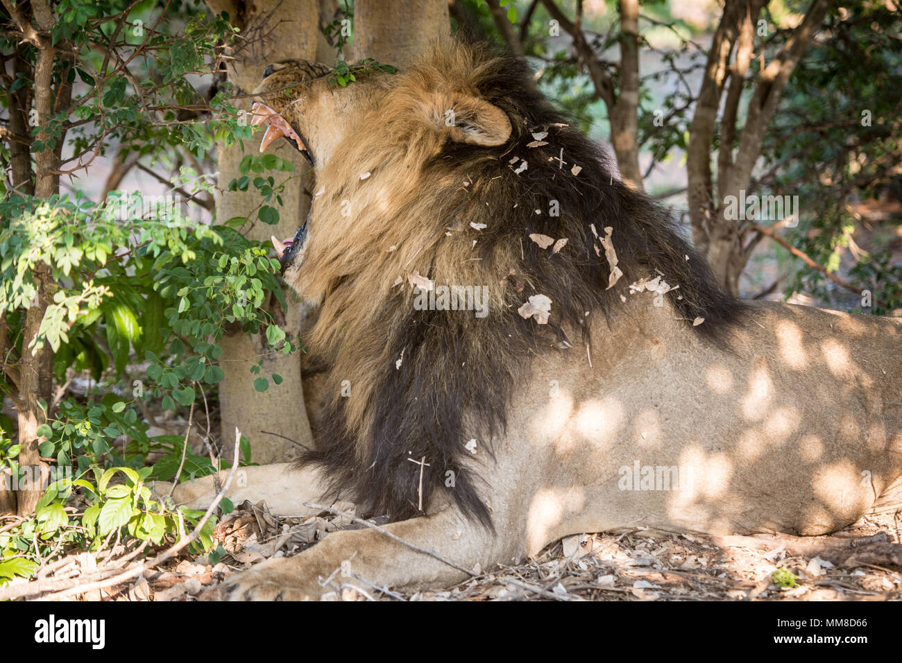 Un grande maschio Southern African Lion (Panthera leo melanochaita) giacente sotto l'ombra di alcuni alberi sbadigli, mostrando la sua enorme denti. Chobe National Pa Foto Stock