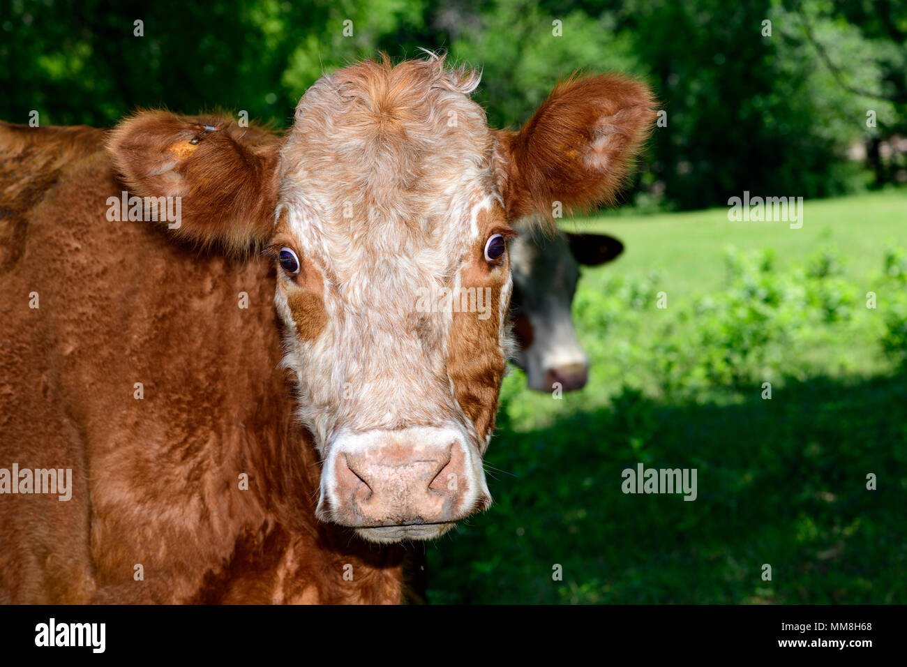 Hereford Cow fissando espressamente con espressioni di sorpresa Foto Stock