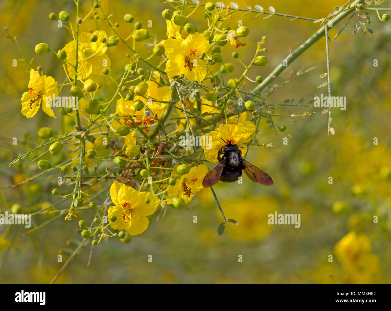 Nero Bumble Bee su fiore giallo Foto Stock