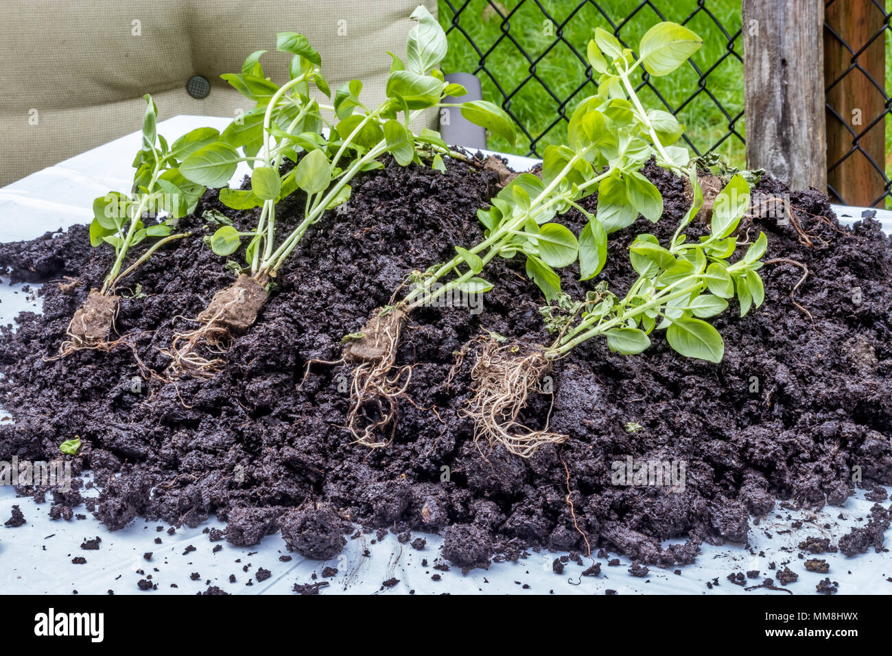 Colore verde brillante basilico piante e radici su sterrato all'aperto Foto Stock