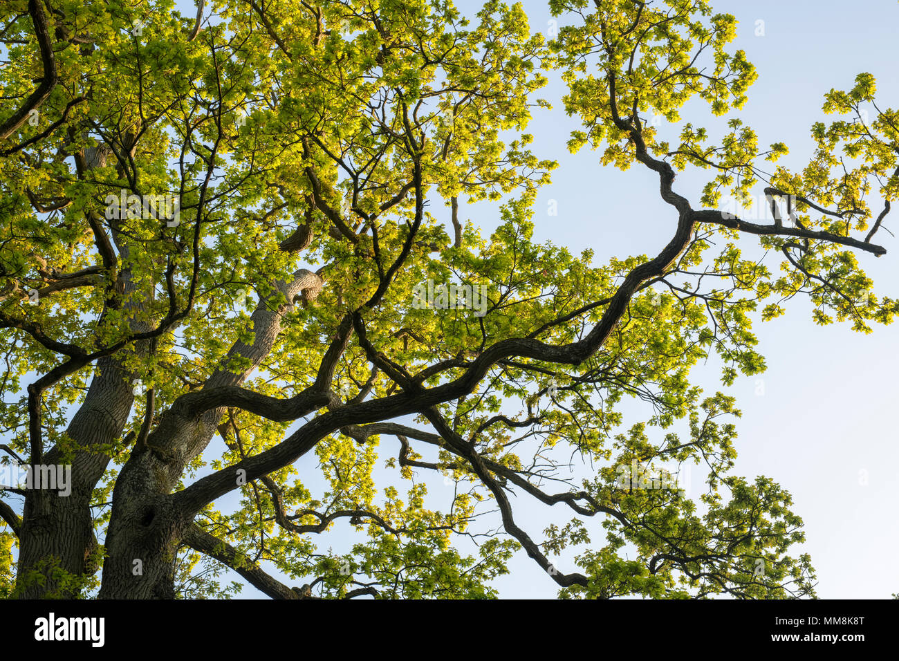 Quercus robur. Albero di quercia rami e foglie in primavera contro la luce del sole della mattina. Regno Unito Foto Stock