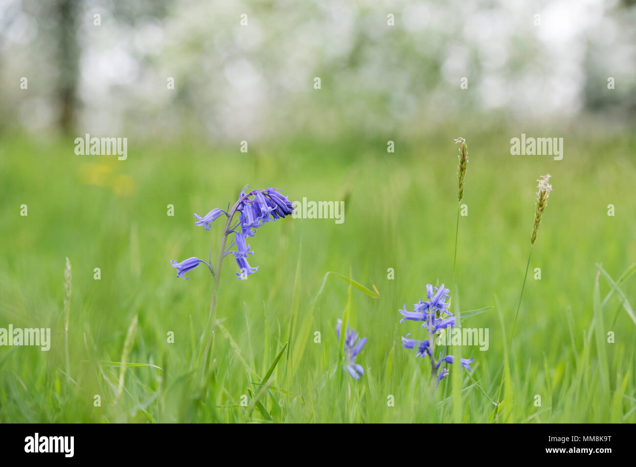 Hyacinthoides non scripta. Bluebell flower sul bordo di un bosco inglese. Regno Unito Foto Stock