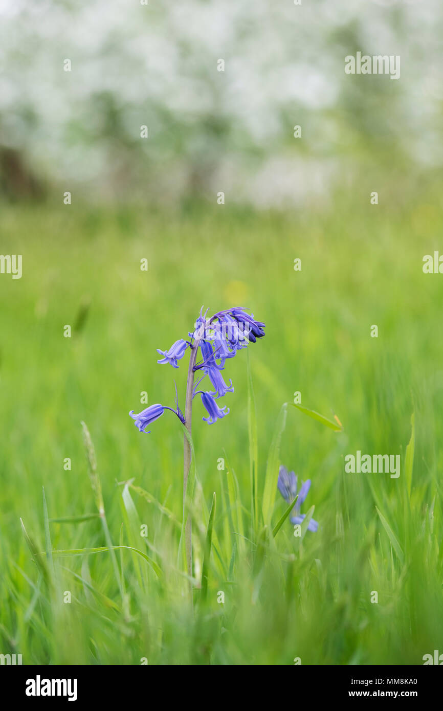 Hyacinthoides non scripta. Bluebell flower sul bordo di un bosco inglese. Regno Unito Foto Stock