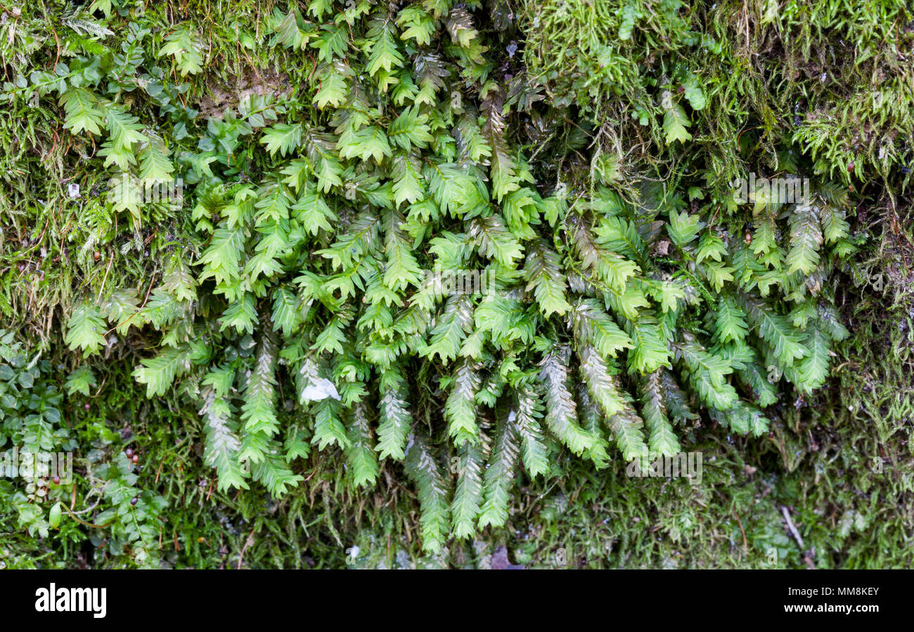 Maidenhair moss crescita (Fissidens adiantoides) Foto Stock