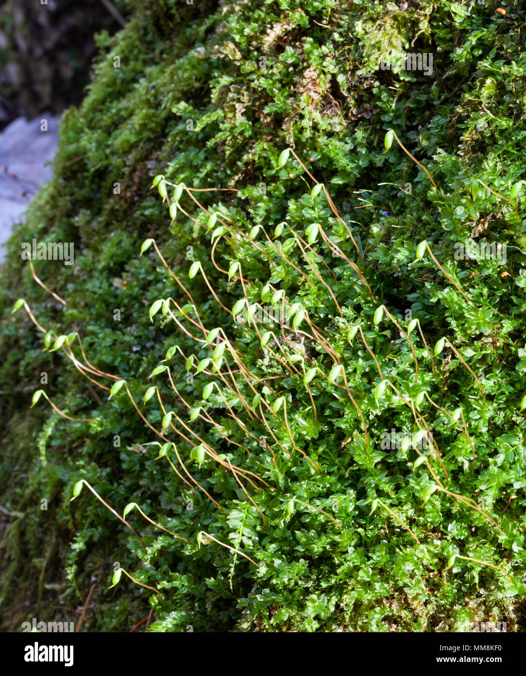 Baby dente crescita moss (Plagiomnium cuspidatum) Foto Stock