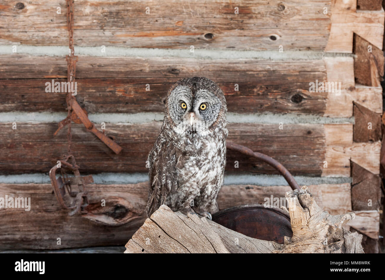 Grande Gufo grigio, di fronte al vecchio fienile, Montana. Foto Stock