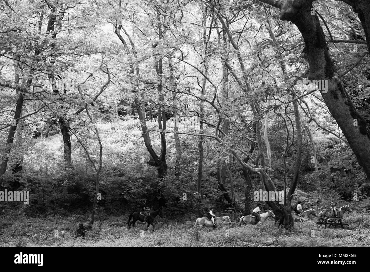 I piloti della foresta Foto Stock