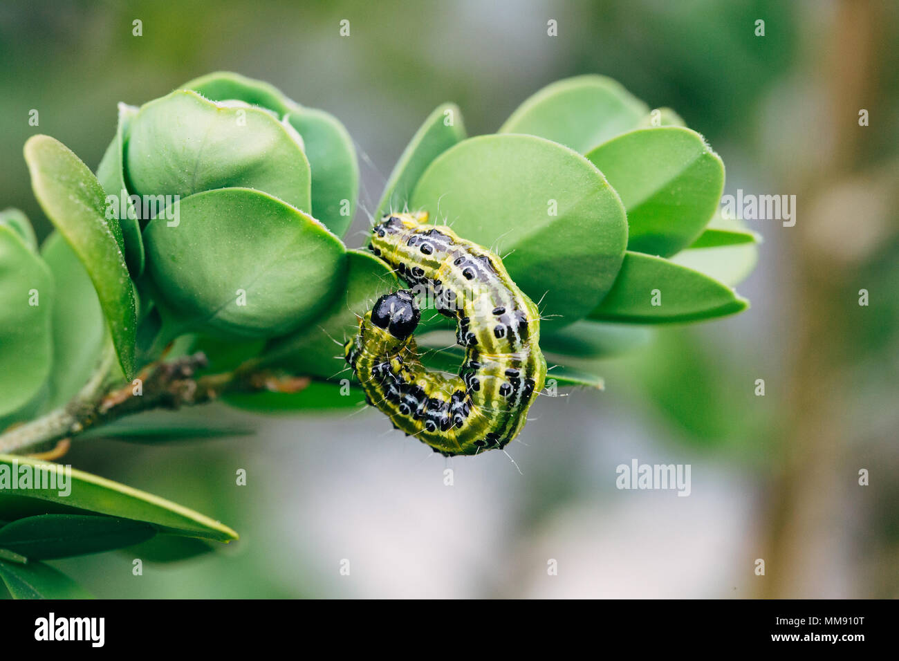 Cydalima perspectalis, sapere come albero scatola di tarma. Foto Stock