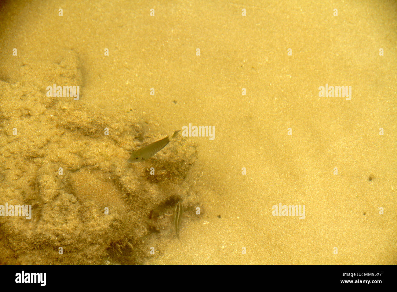 Le alghe, Areia Vermelha Isola, Areia Vermelha beach, Areia Vermelha stato marino Park, Cabedelo, Paraiba, Brasile Foto Stock