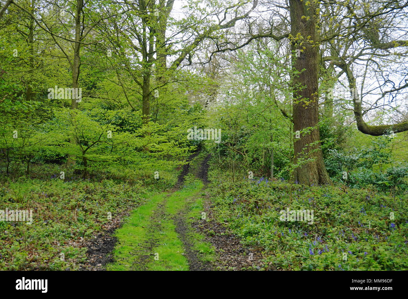 A piedi lungo un sentiero in un bel verde bosco in Staffordshire Moorlands vicino Enville Foto Stock