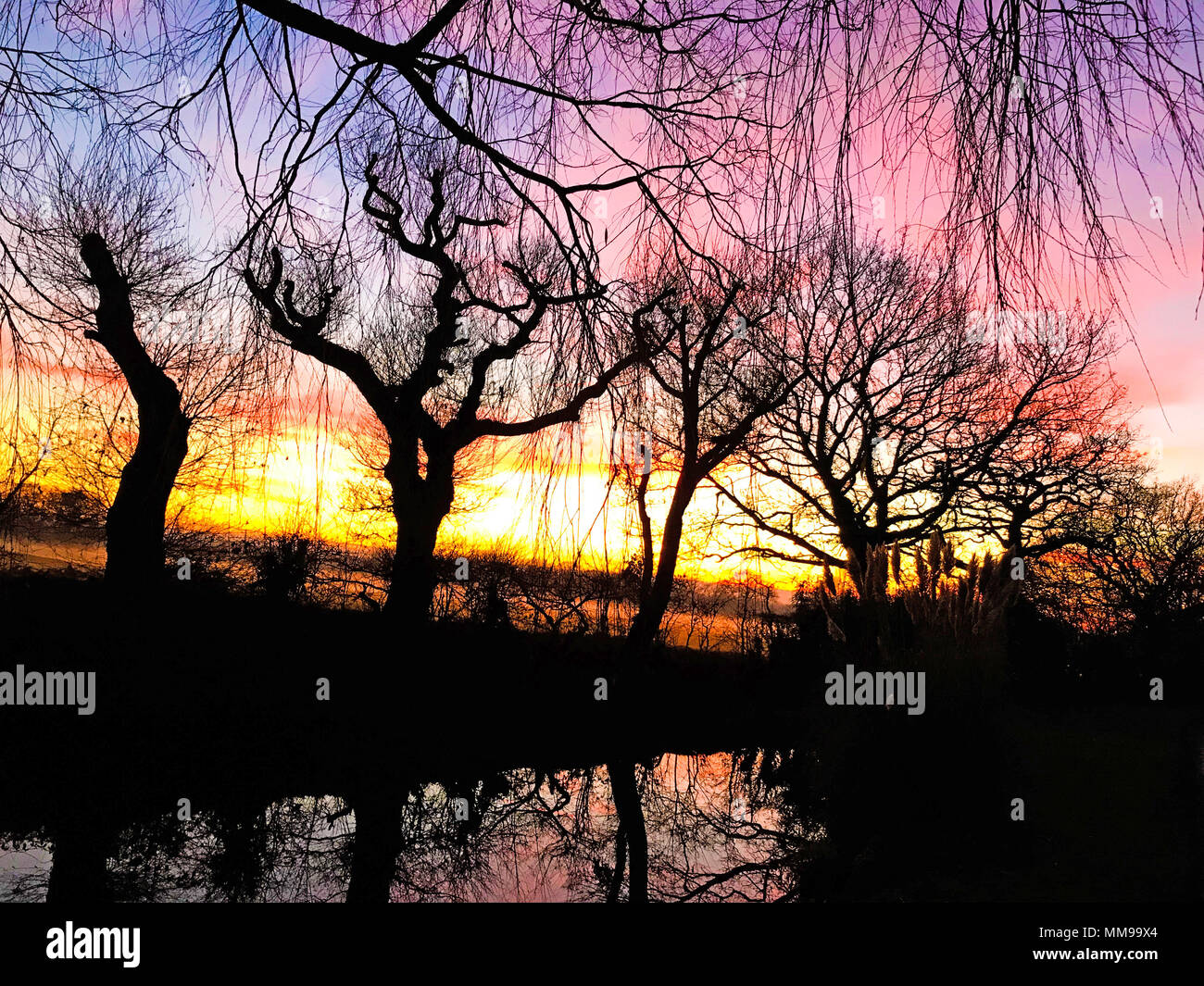 Inverno spettacolari tramonti con alberi, Cheshire, Inghilterra, Regno Unito Foto Stock