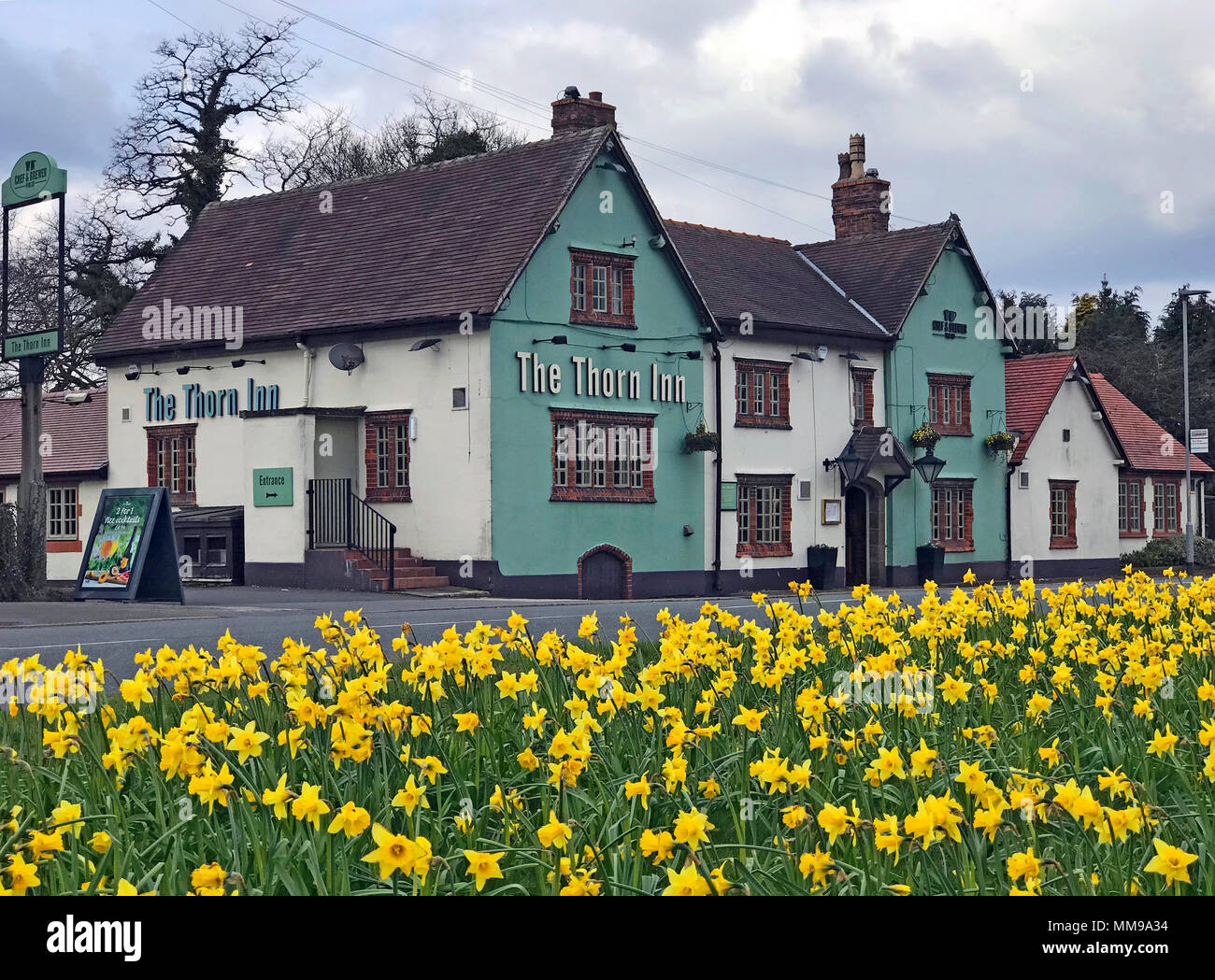 La Thorn Inn Appleton Thorn, Warrington, Cheshire, Inghilterra, Regno Unito con i narcisi in primavera Foto Stock