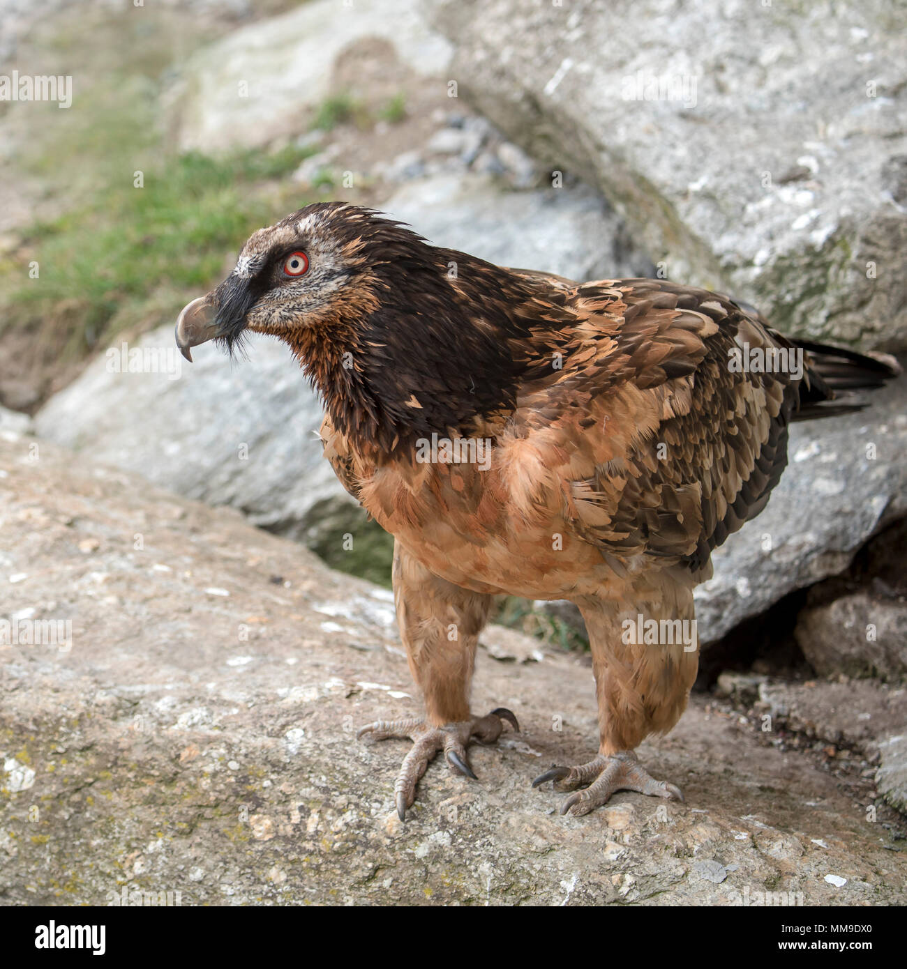 Gipeto (Gypaetus barbatus), captive, Austria Foto Stock
