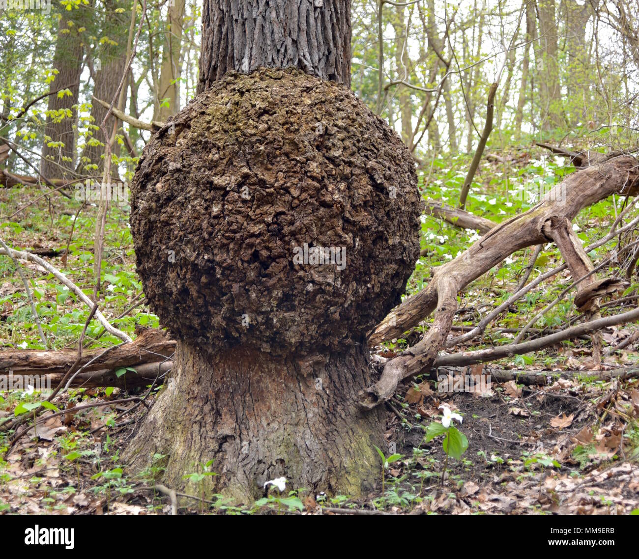 Un enorme burl sul tronco di una matura White Oak tree nella foresta di primavera. Foto Stock