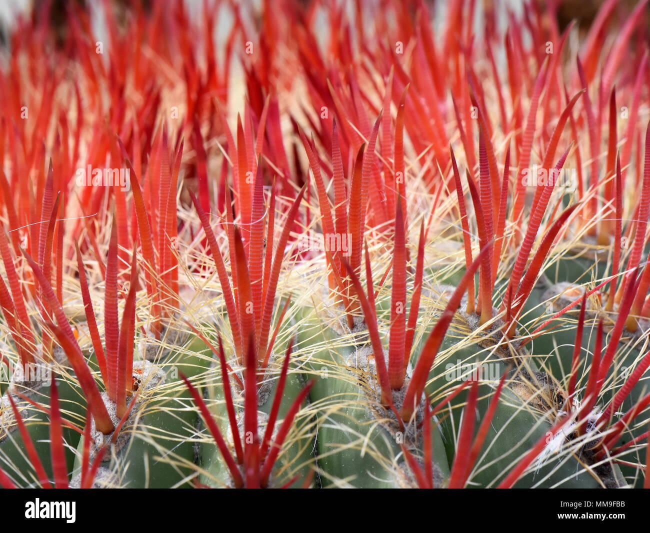 Primo piano sulle spine di un incendio canna cactus Foto Stock