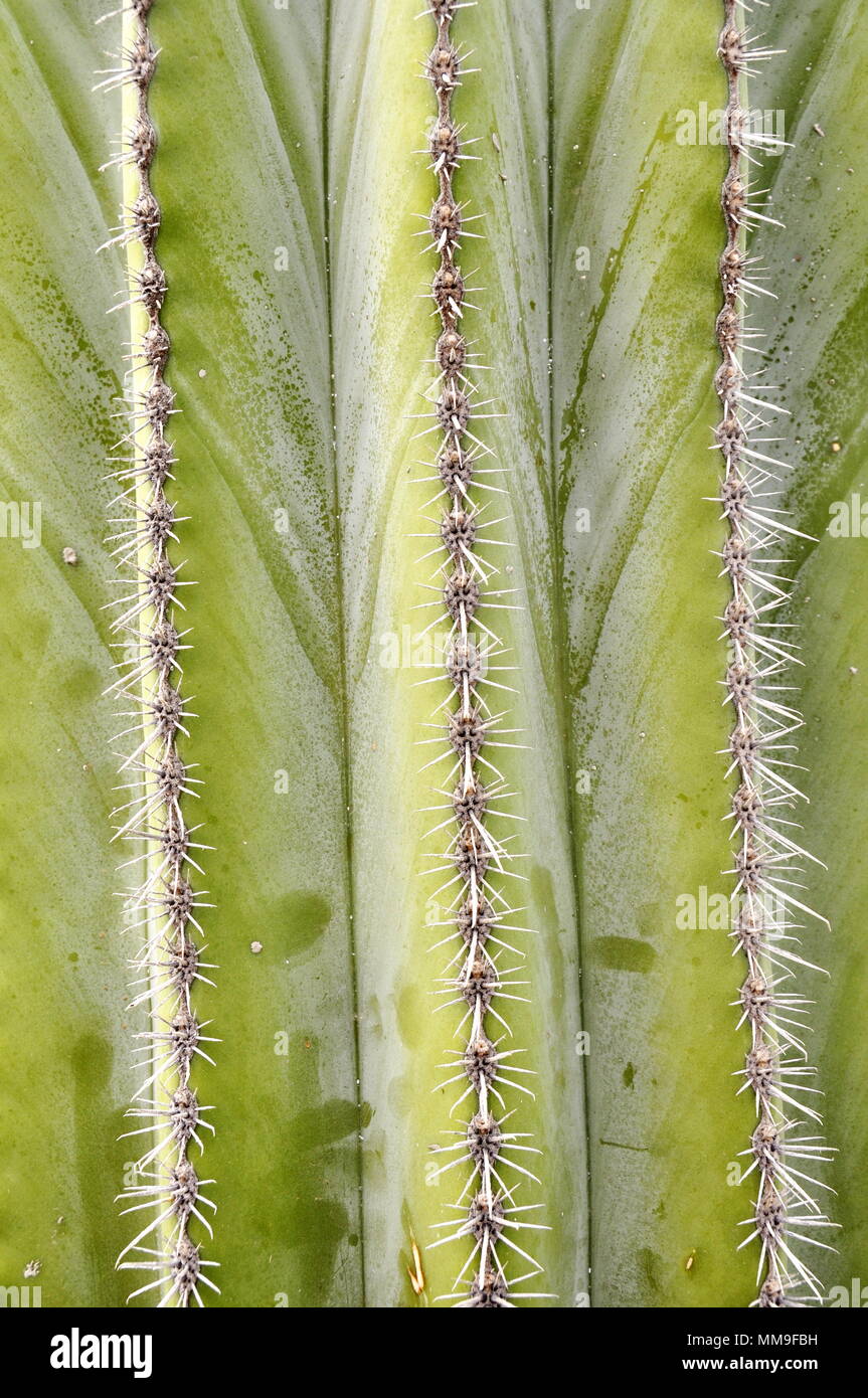 Primo piano sulle righe di spine su una verde pianta di cactus Foto Stock