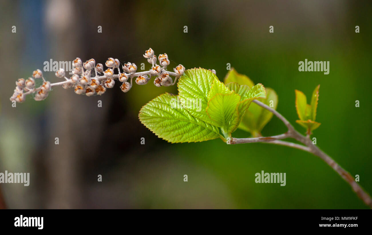 Close-up di nuove foglie a primavera con infiorescenze essiccate Foto Stock