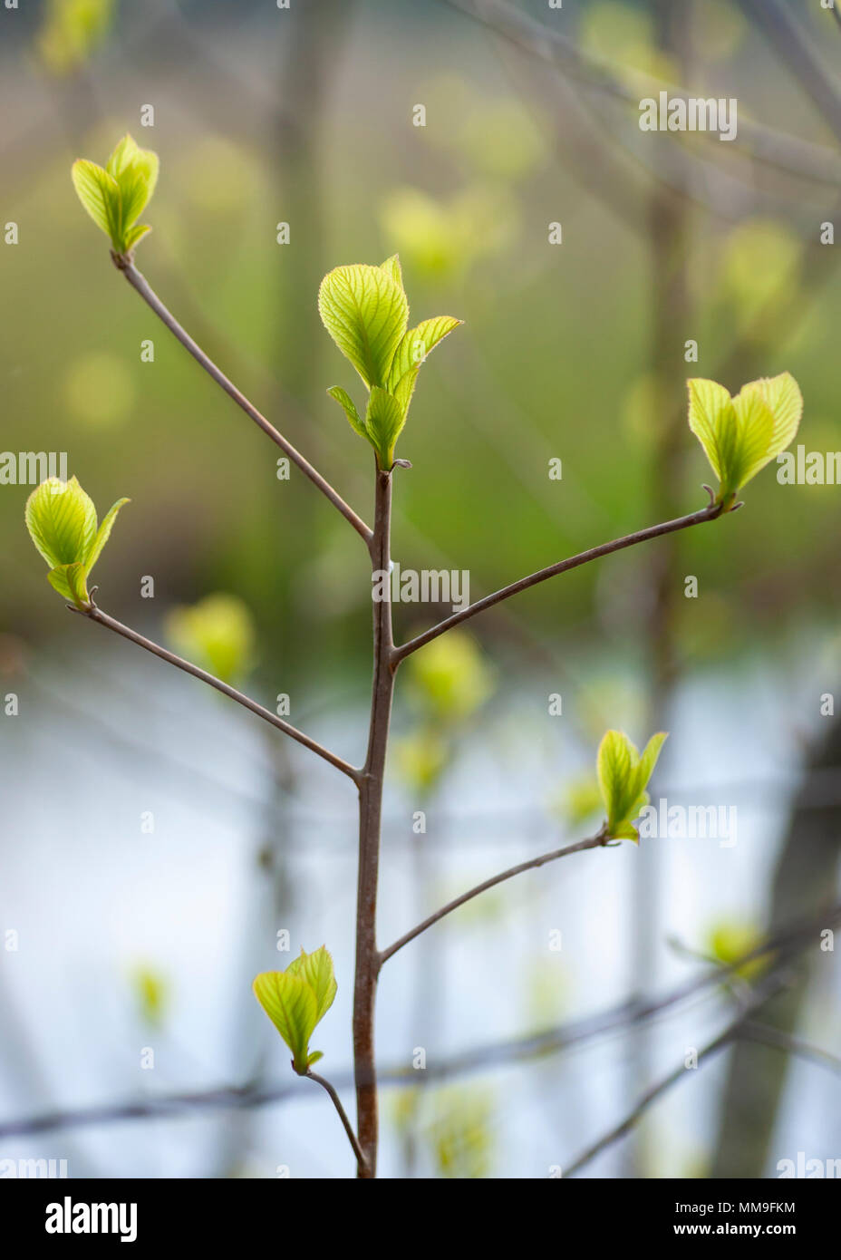 Nuove foglie di primavera Foto Stock