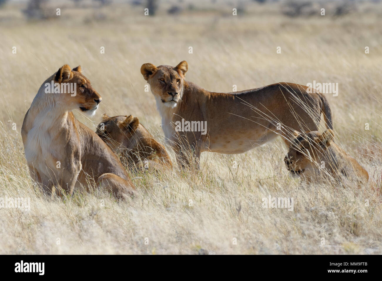 Leonesse (Panthera leo) in erba secca, guardando rotondo, avviso, il Parco Nazionale di Etosha, Namibia, Africa Foto Stock