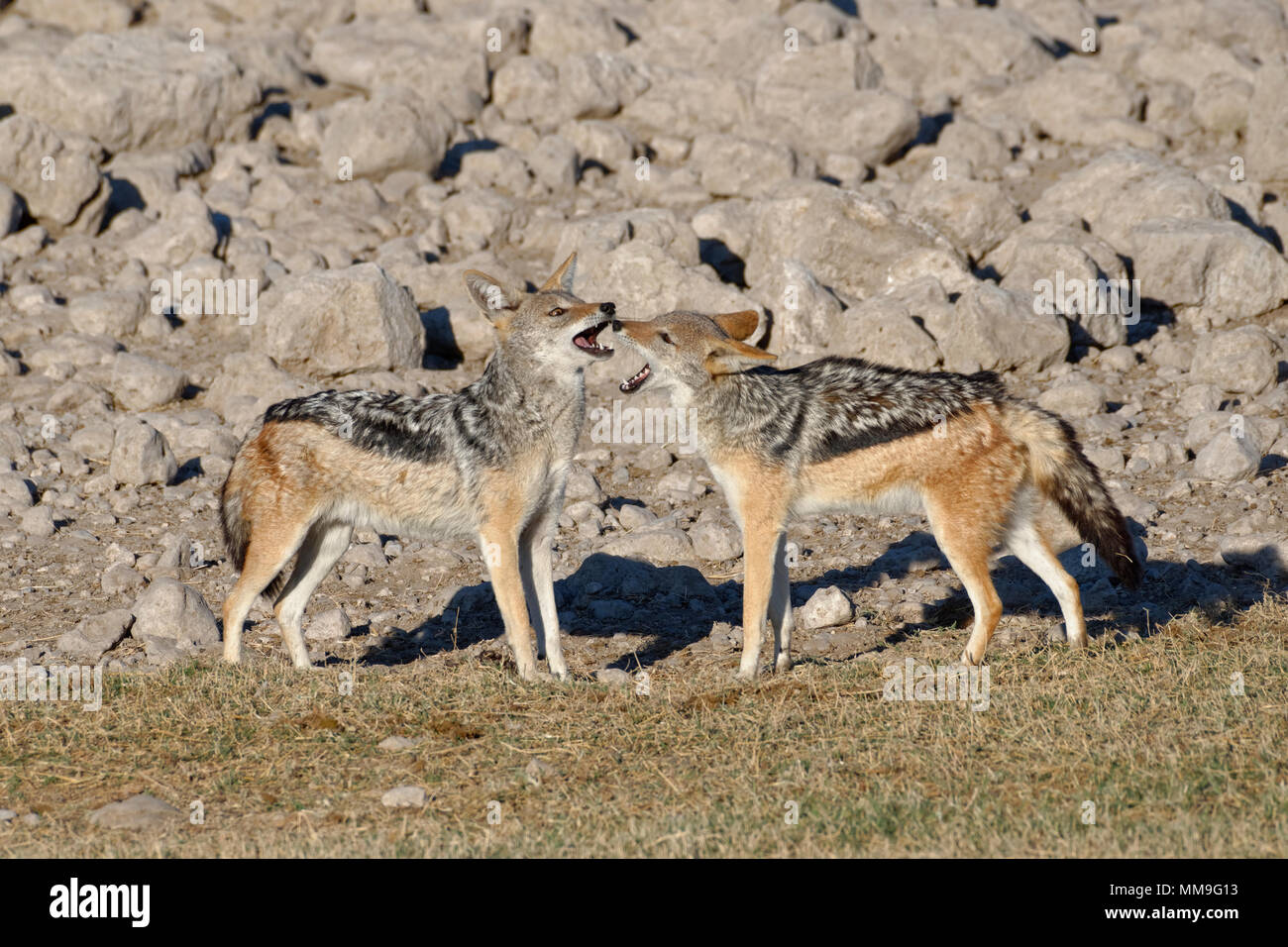 Nero-backed sciacalli (Canis mesomelas), due giovani animali giocando, il Parco Nazionale di Etosha, Namibia, Africa Foto Stock