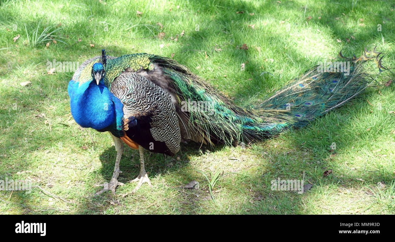 Peacock in Holland Park London REGNO UNITO Foto Stock