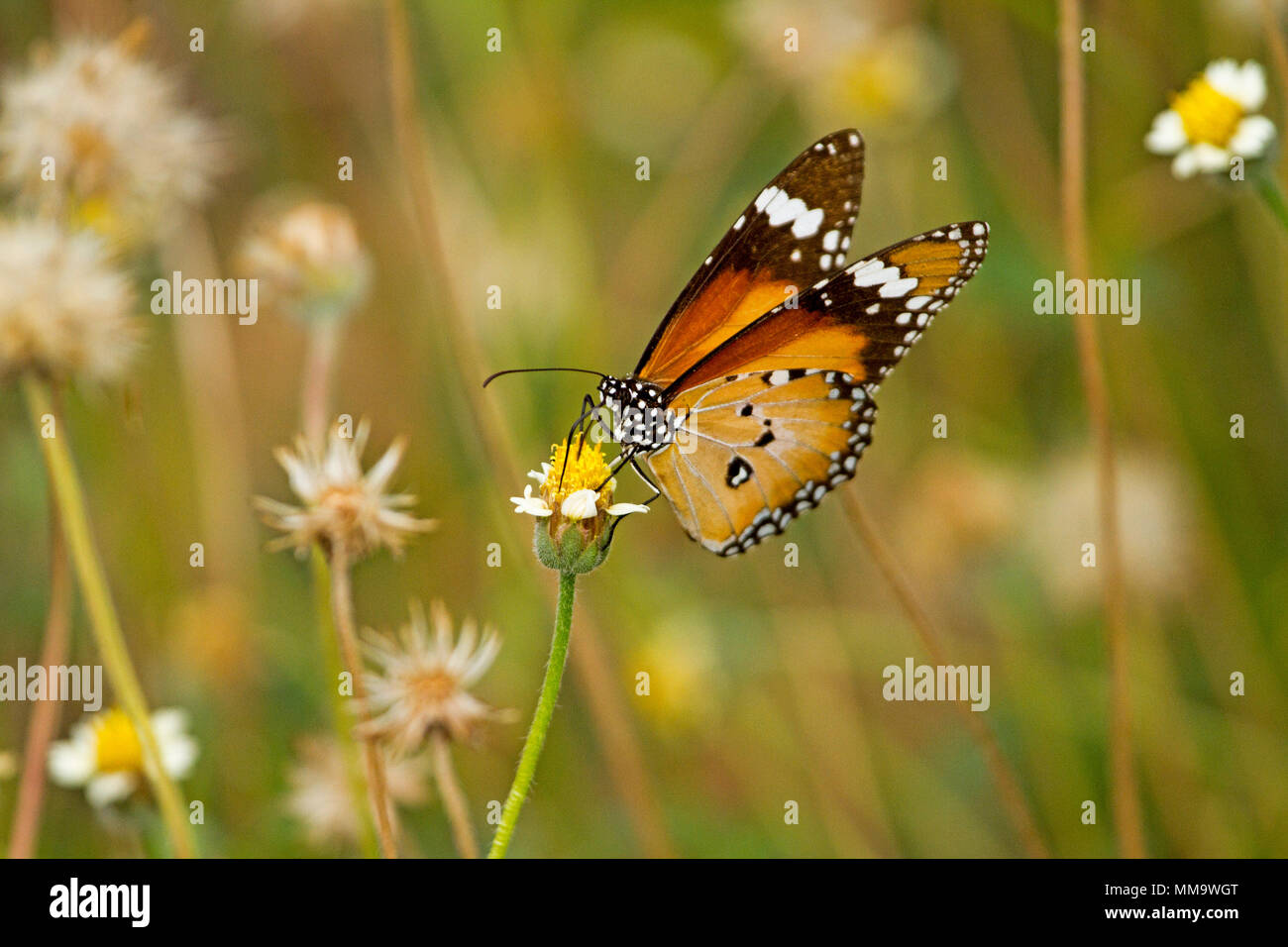 Colorato di arancione e nero alimentazione a farfalla sul giallo e bianco fiori selvaggi contro sfondo verde chiaro, in Australia Foto Stock