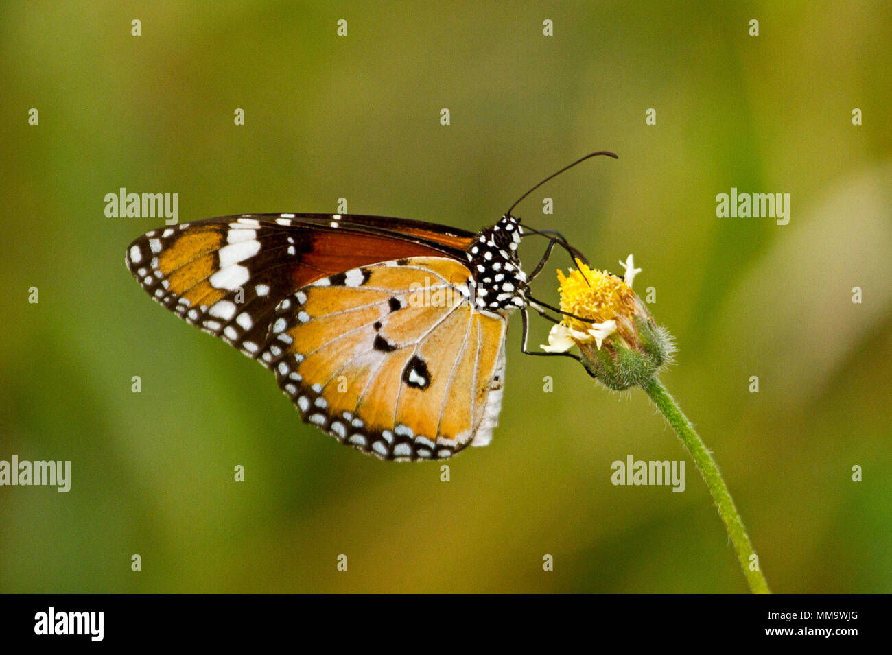 Colorato di arancione e nero alimentazione a farfalla sul giallo e bianco fiori selvaggi contro sfondo verde chiaro, in Australia Foto Stock