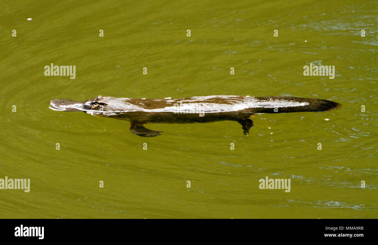 Platypus, Ornithorhynchus anatinus, nuoto in acqua di fiume rotto a Eungalla National Park, il Queensland del nord Australia. Foto Stock