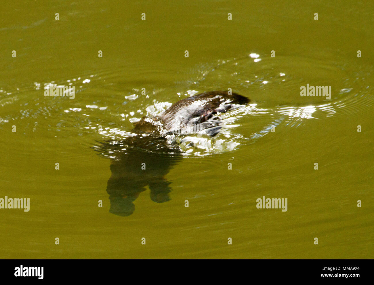 Platypus, Ornithorhynchus anatinus, nuoto in acqua di fiume rotto a Eungalla National Park, il Queensland del nord Australia. Foto Stock