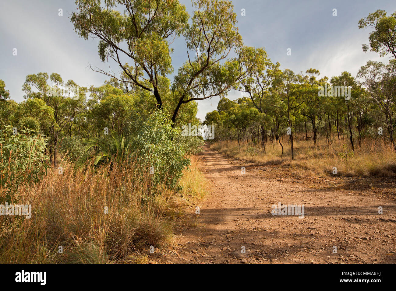 Paesaggio con boschi di alberi di eucalipto separata dalla stretta strada sterrata in Minerva Hills National Park, vicino Springsure, Queensland Australia Foto Stock