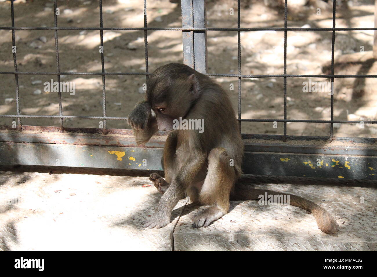Triste aspetto di scimmia per l'attenzione Foto Stock