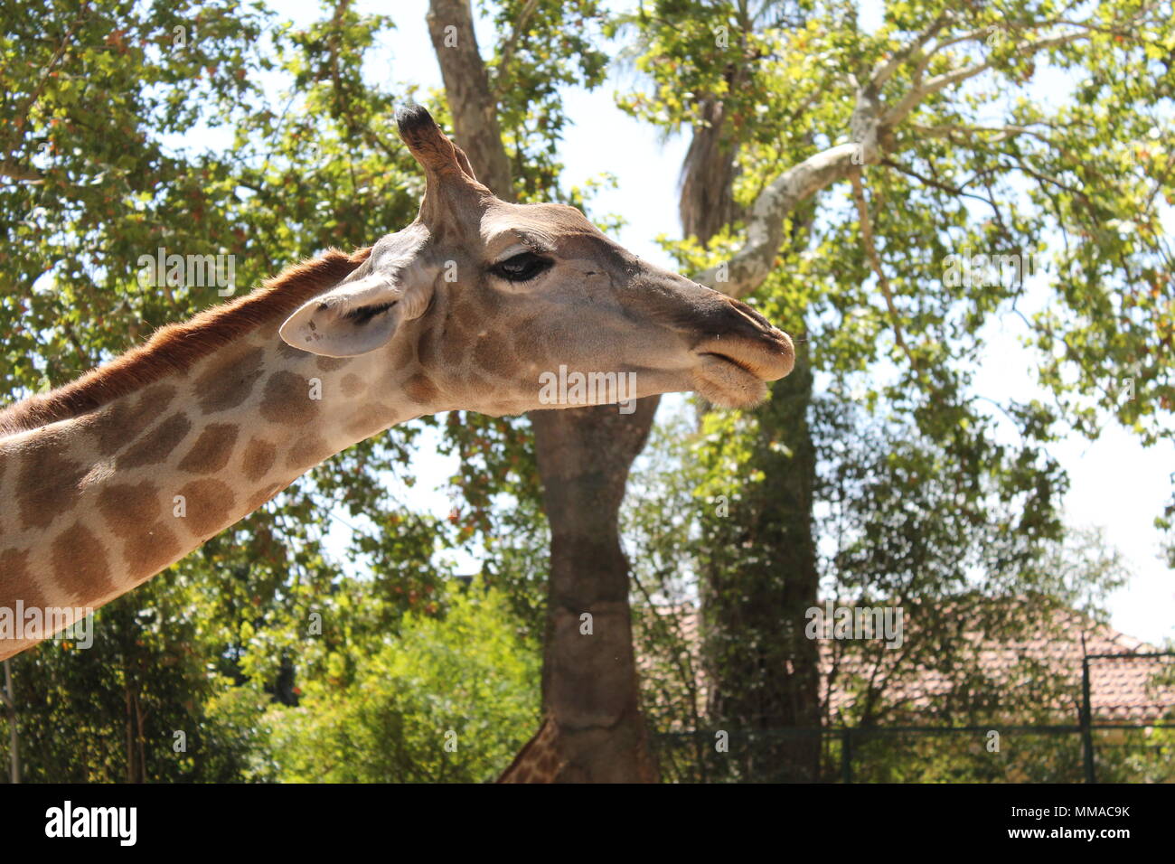 Testa di giraffa in primo piano Foto Stock